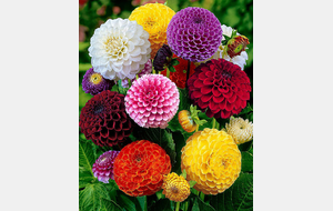 Vente de bulbes, décos intérieures et extérieures