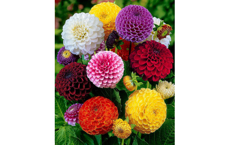 Vente de bulbes, décos intérieures et extérieures